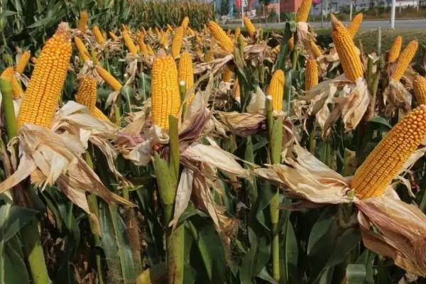 黑帝67玉米品种的特性，种植密度每亩4000株