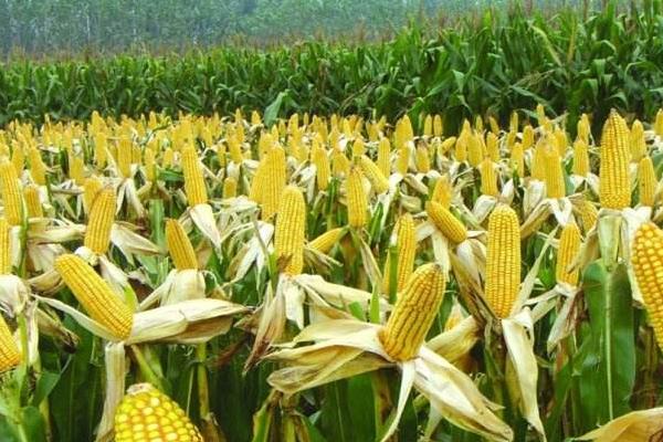 众惠玉4号玉米种子特征特性，生育期113.6天