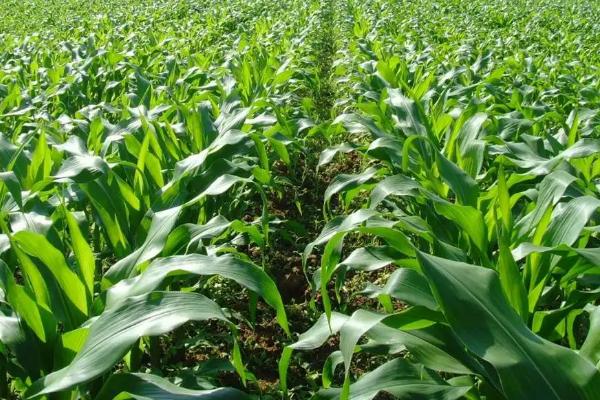 黔农玉5号玉米种简介，生育期137天