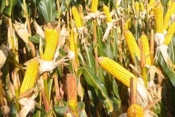 宇白单319玉米品种简介，适时防治小斑病等病虫鼠害