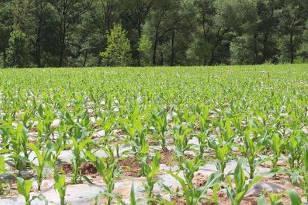 金辉玉998玉米种子特点,大喇叭口期防治玉米螟