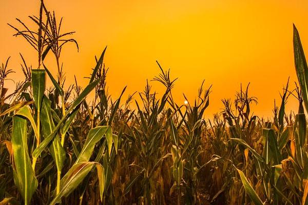 金辉玉998玉米种子特点,大喇叭口期防治玉米螟