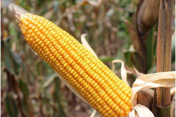 毕玉8号玉米种子介绍，生育期133.3天