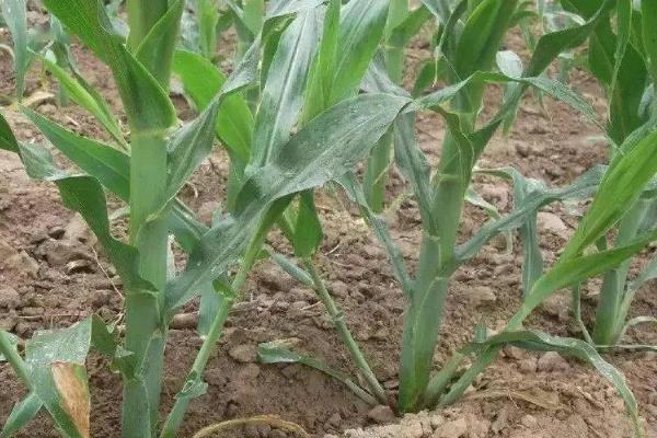 山玉11玉米品种的特性,注意密度不宜过大
