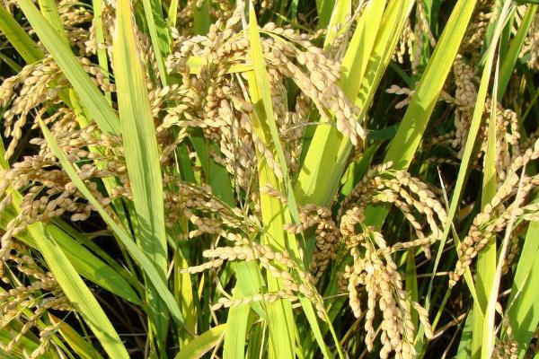 盛农玉16玉米品种的特性，播种前要犁耙好地