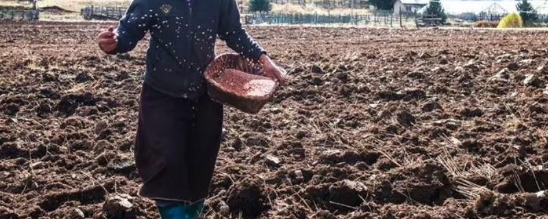 谷子播种后下雨怎么办