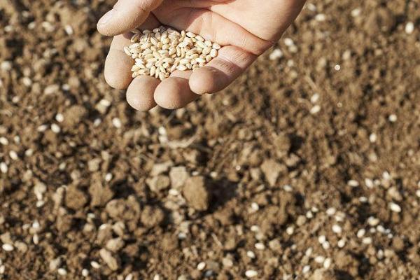 谷子播种后下雨怎么办，可用尼龙塑料膜将谷子全部盖起来