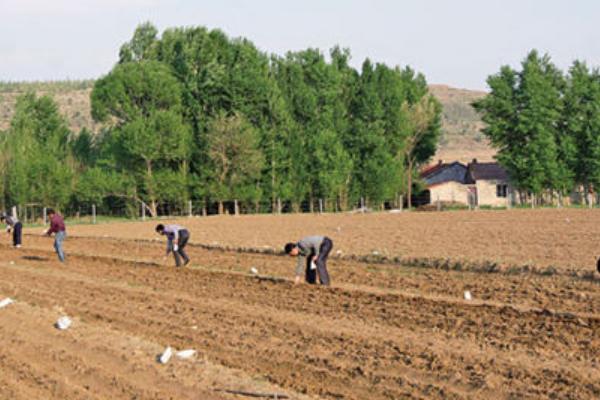 谷子播种后下雨怎么办，可用尼龙塑料膜将谷子全部盖起来