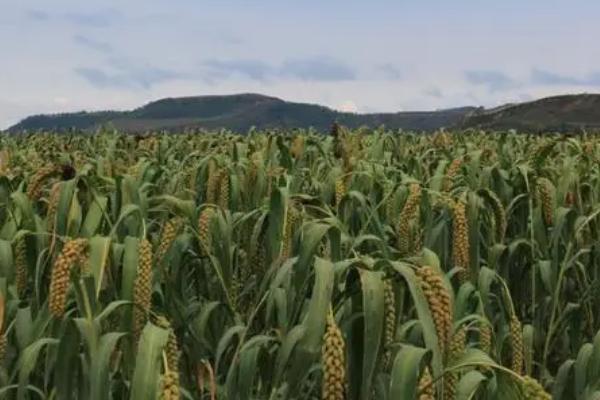 谷子播种后下雨怎么办，可用尼龙塑料膜将谷子全部盖起来