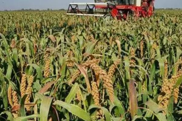 谷子播种后下雨怎么办，可用尼龙塑料膜将谷子全部盖起来