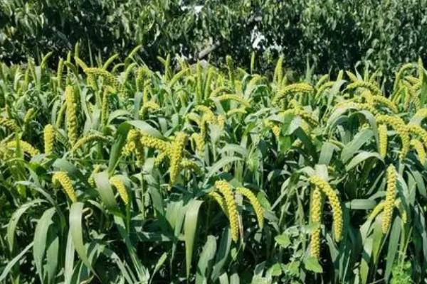 谷子播种后下雨怎么办，可用尼龙塑料膜将谷子全部盖起来