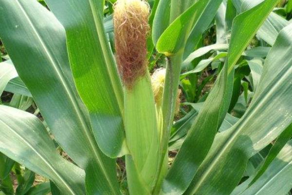 衡玉1806玉米种子特点,注意防治瘤黑粉病