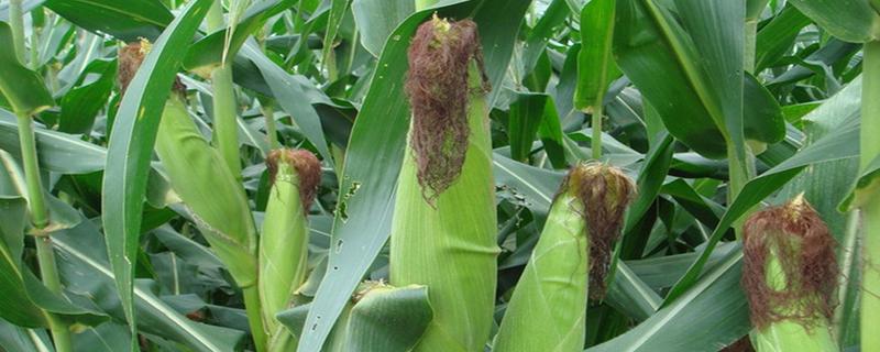 美锋717玉米种简介