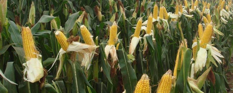 菩玉9玉米种子特点