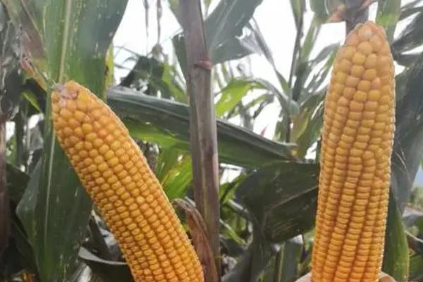天弘92玉米品种简介，生育期105天左右