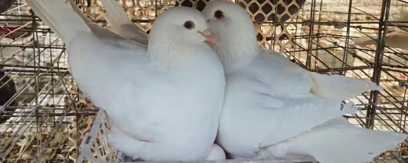 鸽子只下一个蛋怎么办