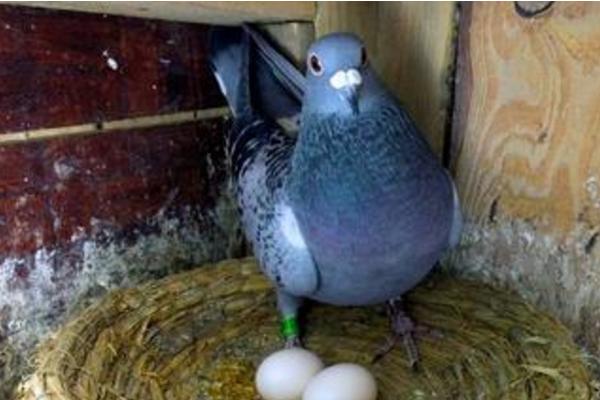 鸽子只下一个蛋怎么办，要及时检查是否发生了卡蛋