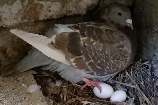 鸽子只下一个蛋怎么办，要及时检查是否发生了卡蛋
