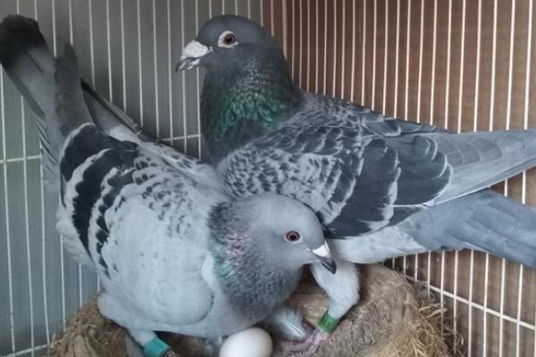 鸽子只下一个蛋怎么办，要及时检查是否发生了卡蛋