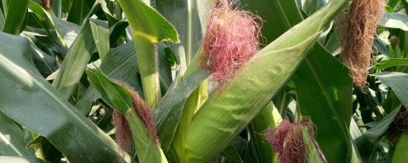 正弘87玉米种子特点