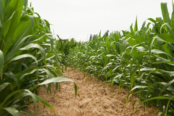 正弘87玉米种子特点，播种时采用等行距60厘米