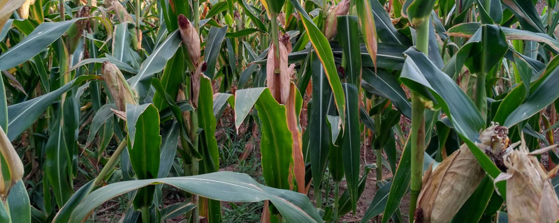 科沃0944玉米种子特征特性