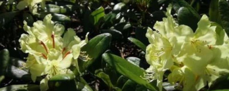 种植牛皮杜鹃花的要点