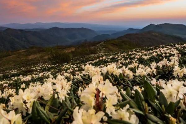种植牛皮杜鹃花的要点，高温季节每天早晚要各浇一次水