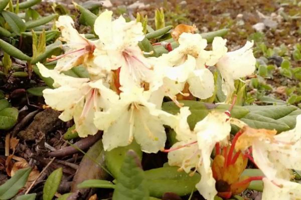 种植牛皮杜鹃花的要点，高温季节每天早晚要各浇一次水
