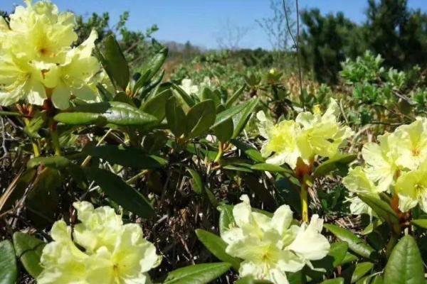种植牛皮杜鹃花的要点，高温季节每天早晚要各浇一次水