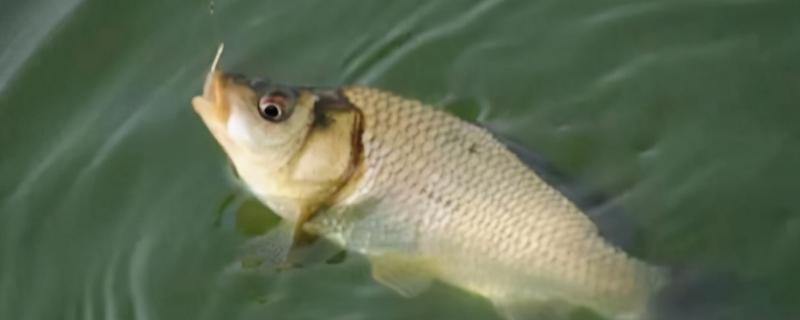 钓鲫鱼是奶香好还是腥香好