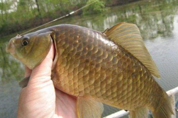 钓鲫鱼是奶香好还是腥香好,不同季节适合不同味型
