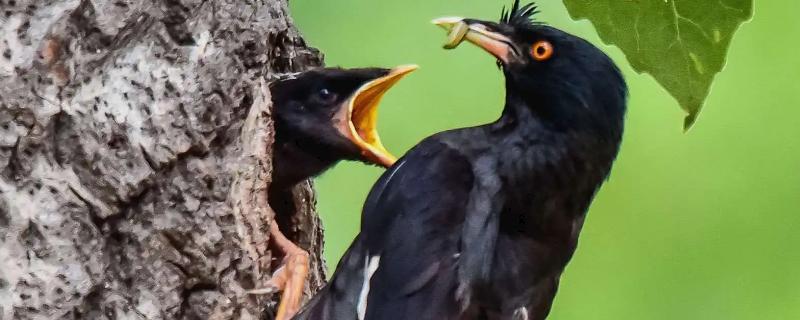 怎样快速找八哥窝