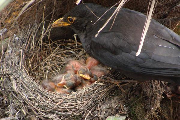 怎样快速找八哥窝，一般在位置比较高的地方