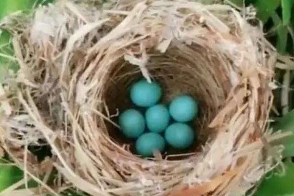 怎样快速找八哥窝，一般在位置比较高的地方