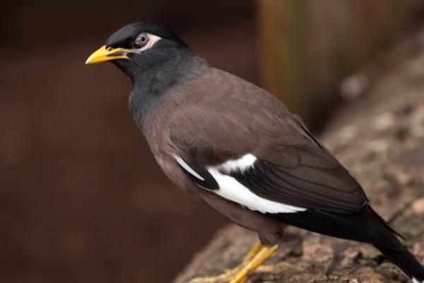 怎样快速找八哥窝，一般在位置比较高的地方