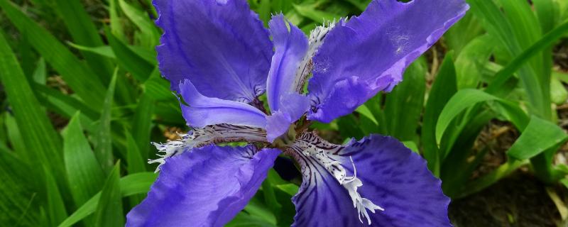 鸢尾花有哪些花语