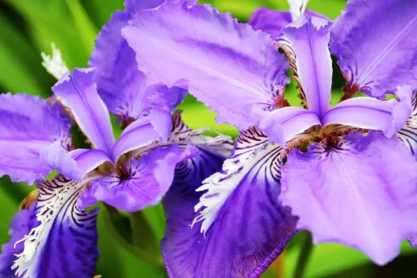 鸢尾花有哪些花语,具有纯真、友谊永固、热情开朗等花语