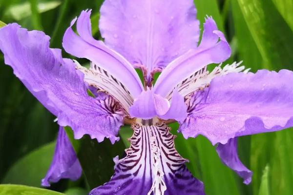 鸢尾花有哪些花语,具有纯真、友谊永固、热情开朗等花语