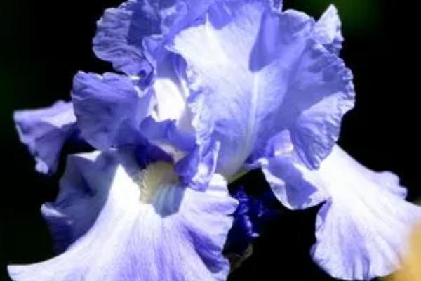 鸢尾花有哪些花语,具有纯真、友谊永固、热情开朗等花语