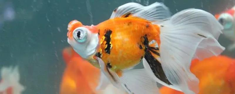 凤尾龙睛金鱼好不好养