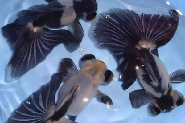 凤尾龙睛金鱼好不好养，适合新手饲养