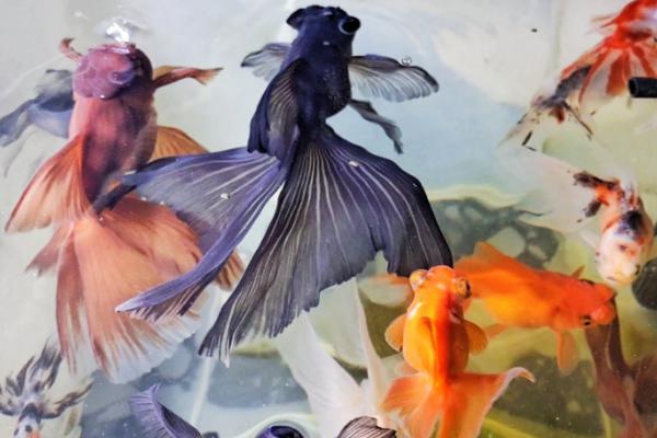 凤尾龙睛金鱼好不好养，适合新手饲养