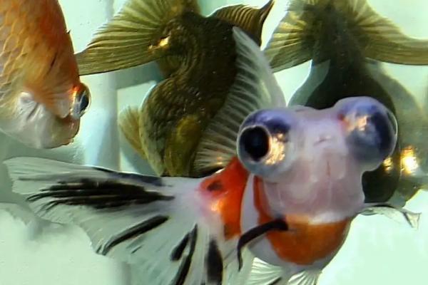 凤尾龙睛金鱼好不好养，适合新手饲养