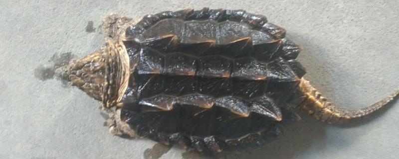 鳄龟晒太阳好不好