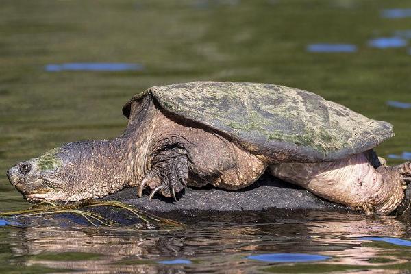 鳄龟晒太阳好不好，多晒太阳可以提高免疫力