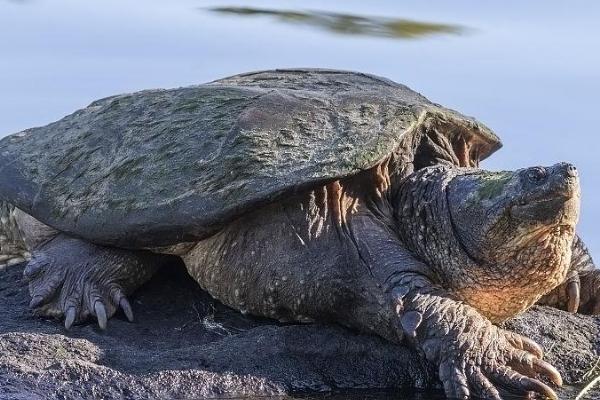 鳄龟晒太阳好不好，多晒太阳可以提高免疫力