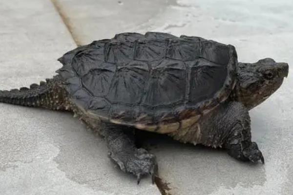 鳄龟晒太阳好不好，多晒太阳可以提高免疫力