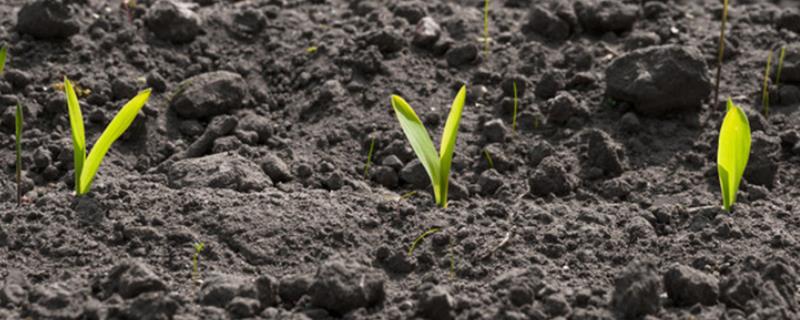 玉米种深了会怎么样