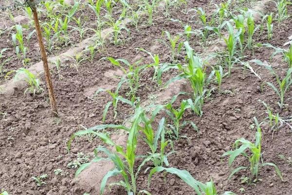 玉米种深了会怎么样,可采用补苗的方式进行补救